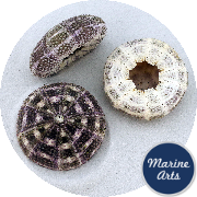 8617 - Sea Urchin - Alphonse Tartan